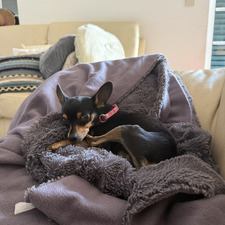 bea