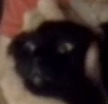 Jutipoo