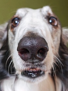 Bea