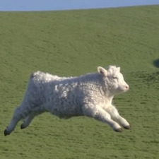 N T