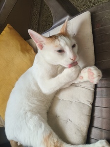 Doro