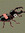 Bug