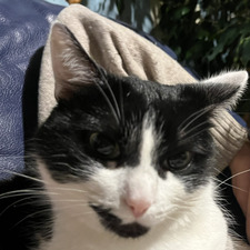 ofronio