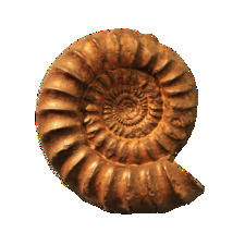 Velko