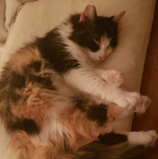 Sara