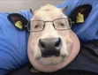 José