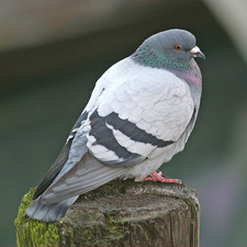 Pigeon