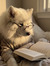 ridwan Beta Reader & Proofreader