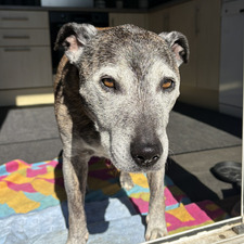 libby