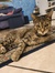 Un gatt...