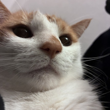 Amy