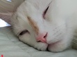 Piper