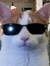 Catboxmeow