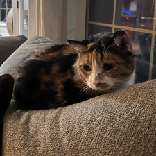 bella