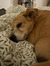 Hailey