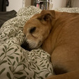 Hailey