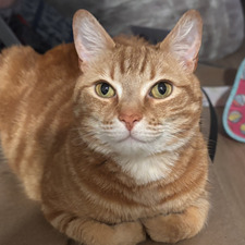 Tammy