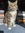 Cat Reading