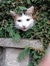 Thomas