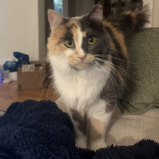 Ari