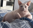 Simone