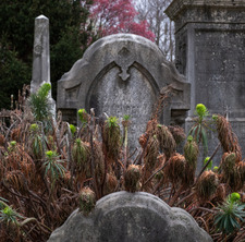 Demise