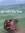 tenzin k. tsering