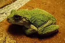 Cool Frog