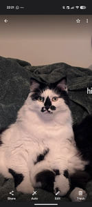 Han