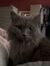 Kitty C...
