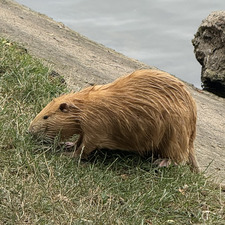Nazarko