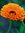 Calendula