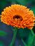 Calendula