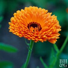 Calendula