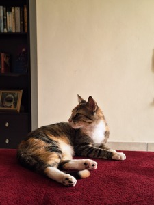Sasa N