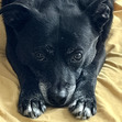 Chucho