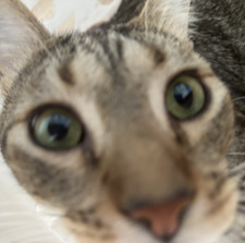 mimi