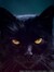 Meow (੭...