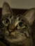 maya z