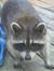 Shay
