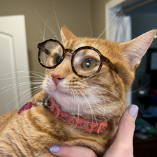 Meg Van Eek
