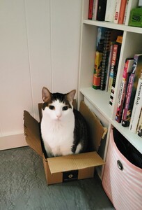 Ali