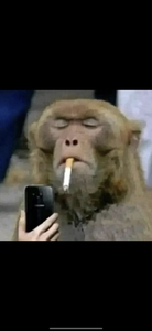 Willem