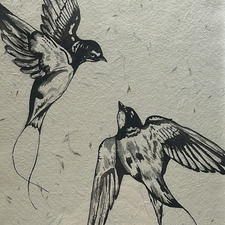 kacka.v