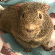 Amelia