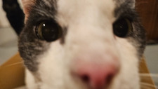 Tori