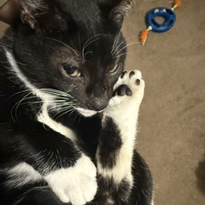 Josie