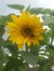 Nathalie