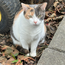 Sara