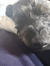 eilis